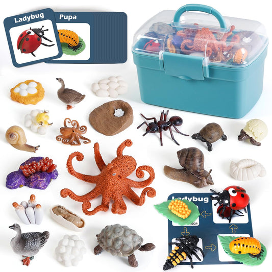 Montessori Life Cycle Animal Models