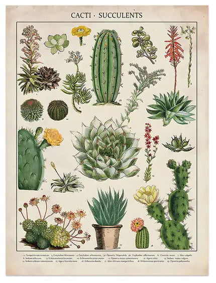 Botanical Succulents Canvas Art - Vintage Wall Decor 12"x 16"