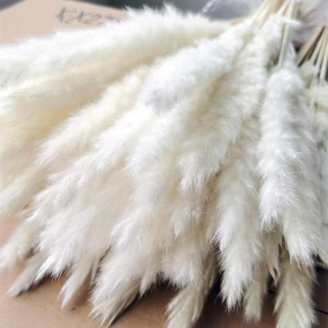 30pcs Natural Dried Pampas Grass