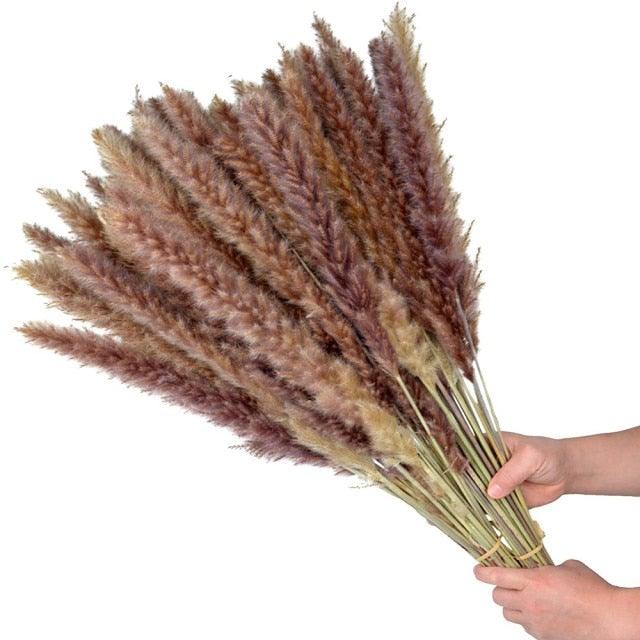 30pcs Natural Dried Pampas Grass