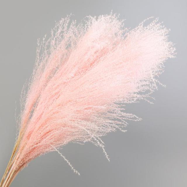 30pcs Natural Dried Pampas Grass