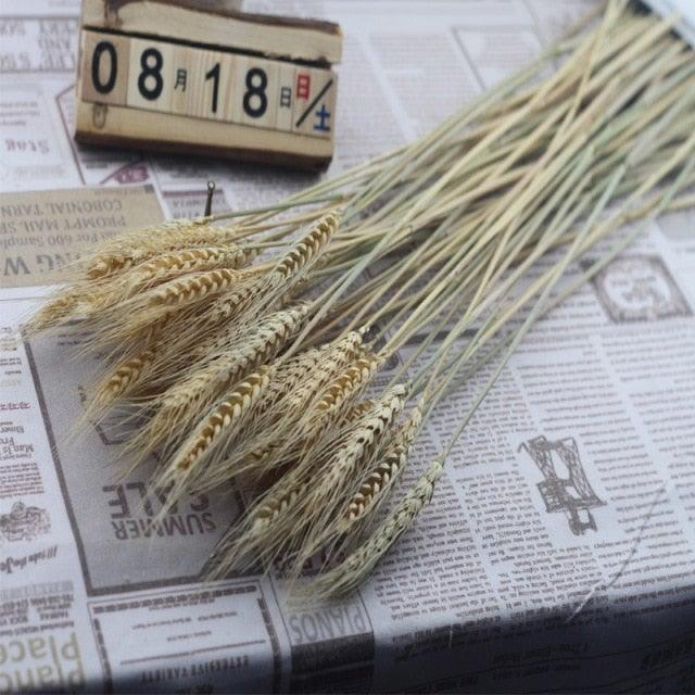 30pcs Natural Dried Pampas Grass