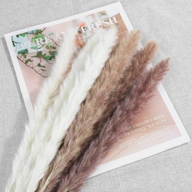 30pcs Natural Dried Pampas Grass