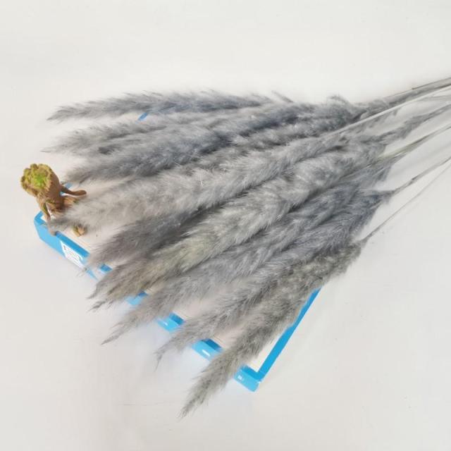 30pcs Natural Dried Pampas Grass