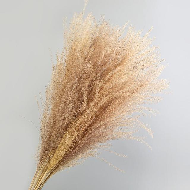 30pcs Natural Dried Pampas Grass