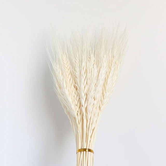 30pcs Natural Dried Pampas Grass