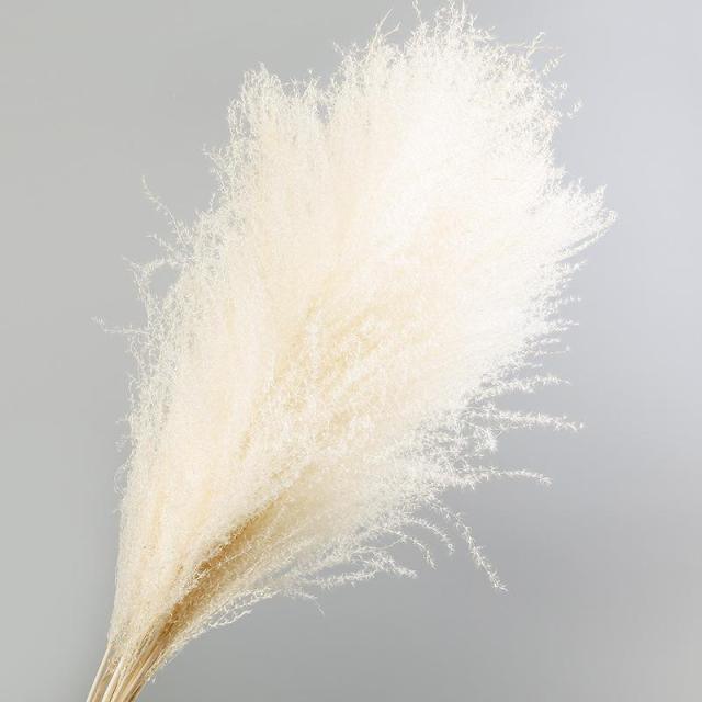 30pcs Natural Dried Pampas Grass