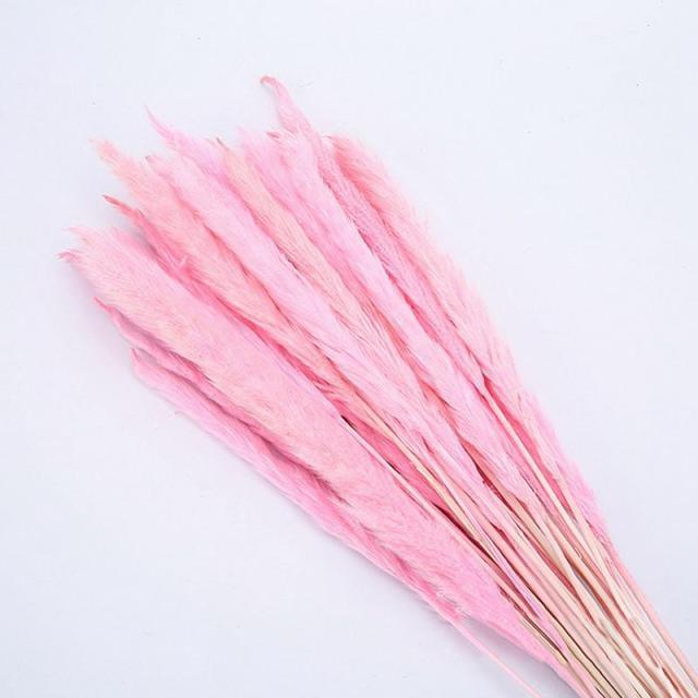 30pcs Natural Dried Pampas Grass
