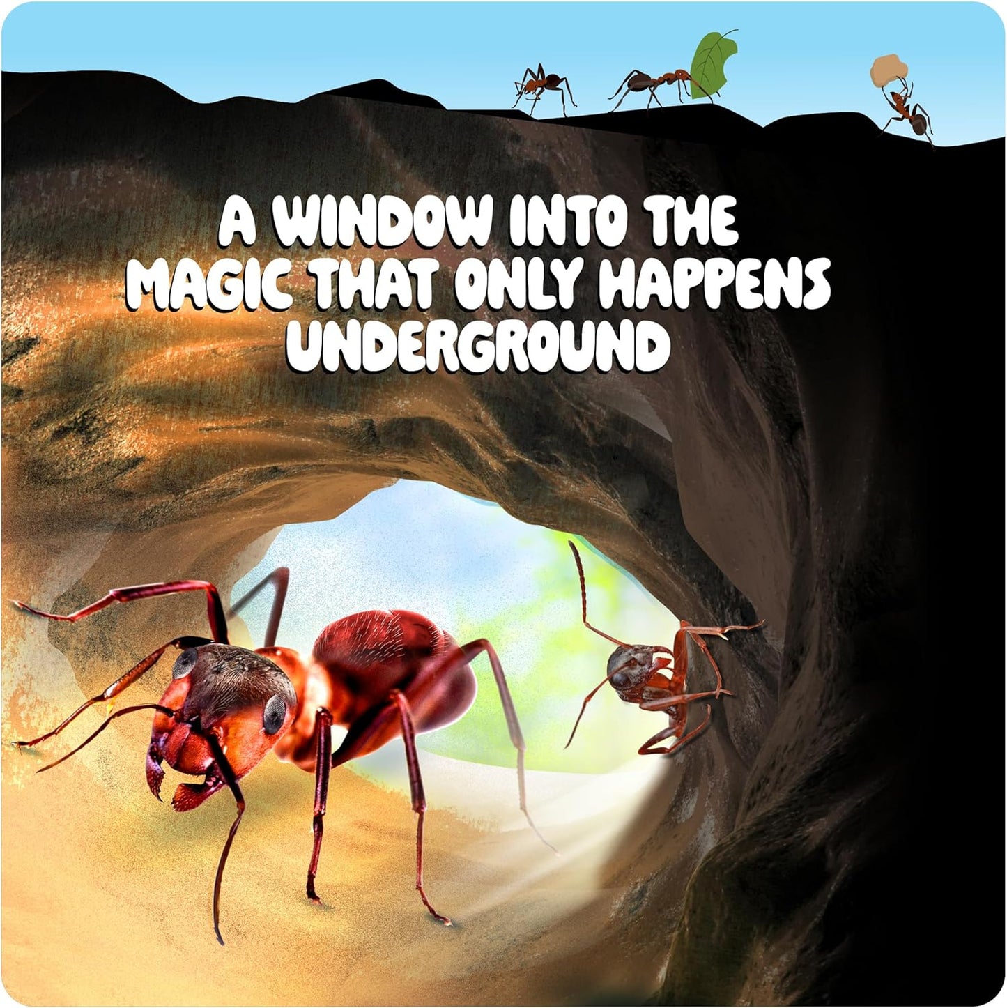 Dan & Darci Educational and Fun Ant Farm Kit