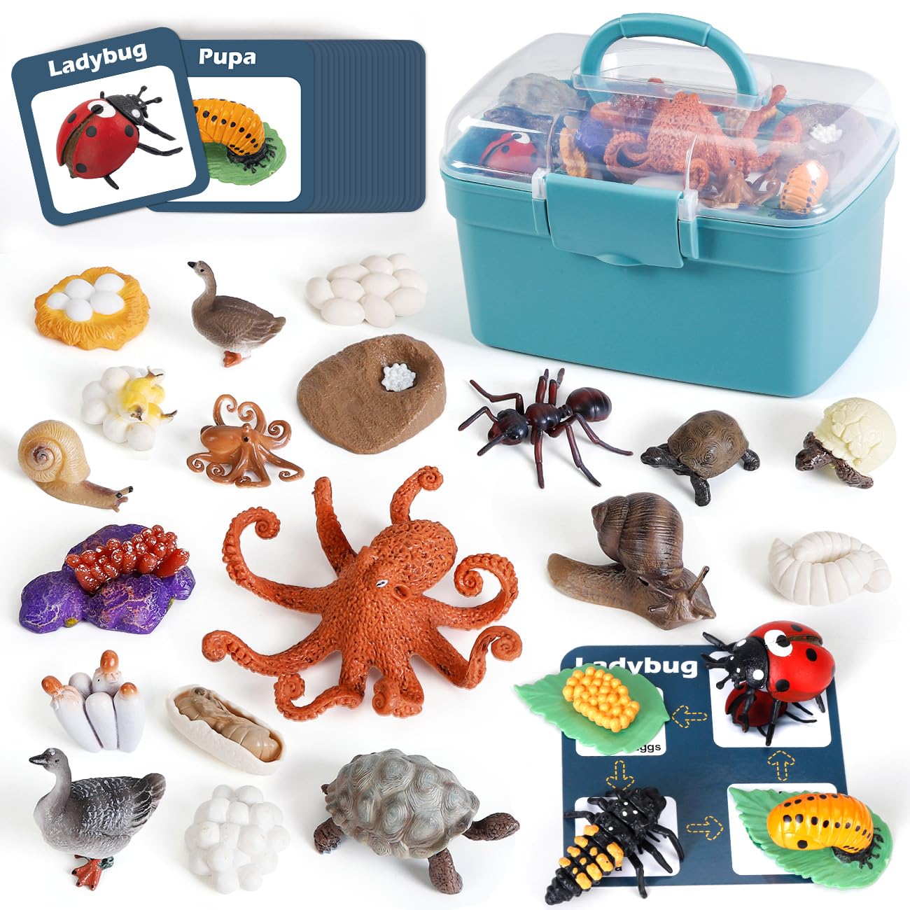 Montessori Life Cycle Animal Models
