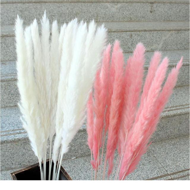 30pcs Natural Dried Pampas Grass