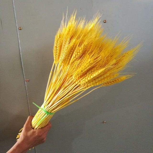 30pcs Natural Dried Pampas Grass