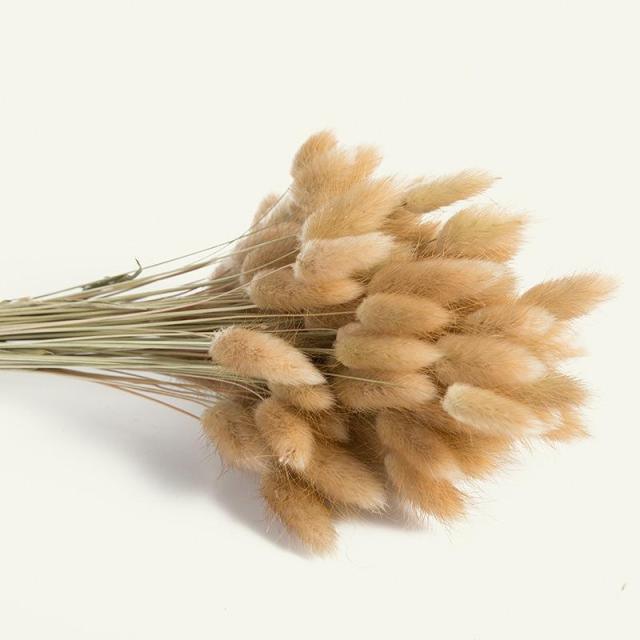 30pcs Natural Dried Pampas Grass